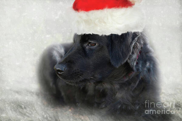 Adorable Art Print featuring the photograph Santa Puppy by Amy Dundon