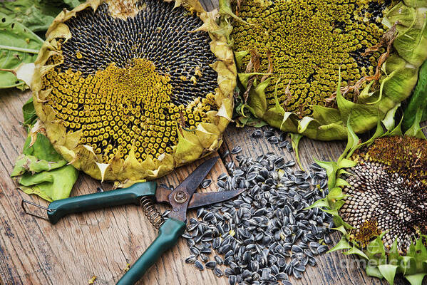 Sunflower Art Print featuring the photograph Saving Giant Sunflower Titan Seeds by Tim Gainey