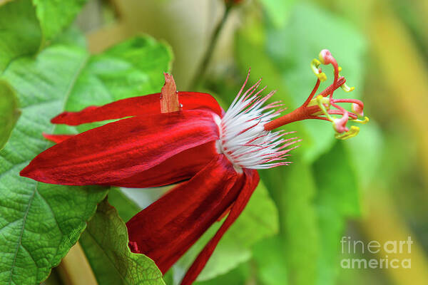 Passion Flower Art Print featuring the photograph Scarlet Flame Passiflora by Olga Hamilton