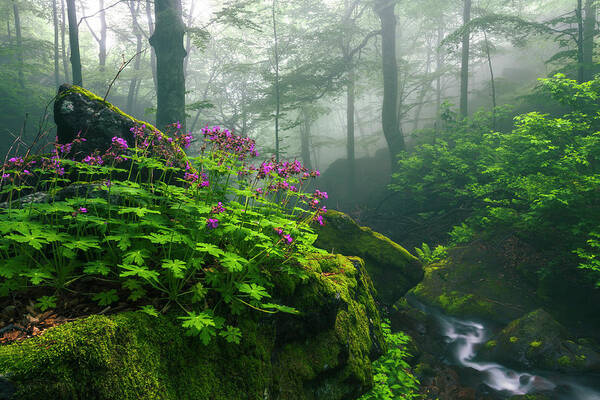 Geranium Art Print featuring the photograph Scent of Spring by Evgeni Dinev