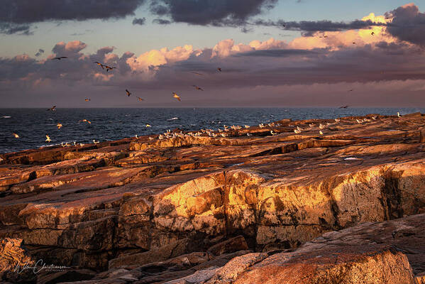 Morning Art Print featuring the photograph Schoodic Point Dawn by William Christiansen