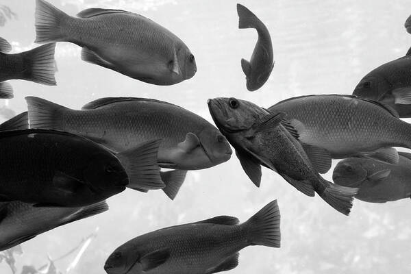 School Of Fish Art Print featuring the photograph Schools out by Gina Cinardo