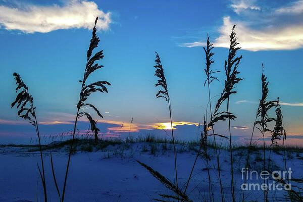 Sea Oats Art Print featuring the photograph Sea Oats at Sunset by Beachtown Views