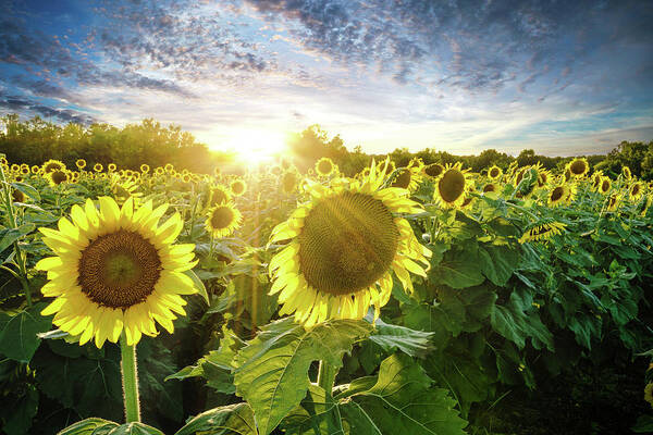 Sunflowers Art Print featuring the photograph Sea of Sunshine by Randall Allen