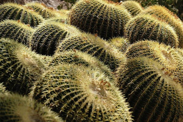 Cactus Art Print featuring the photograph Sea of Thorns by Jessica Myscofski