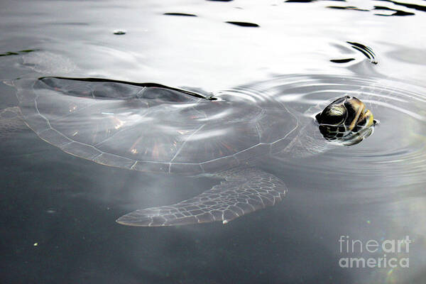 Maui Art Print featuring the photograph Sea Turtle by Wilko van de Kamp Fine Photo Art