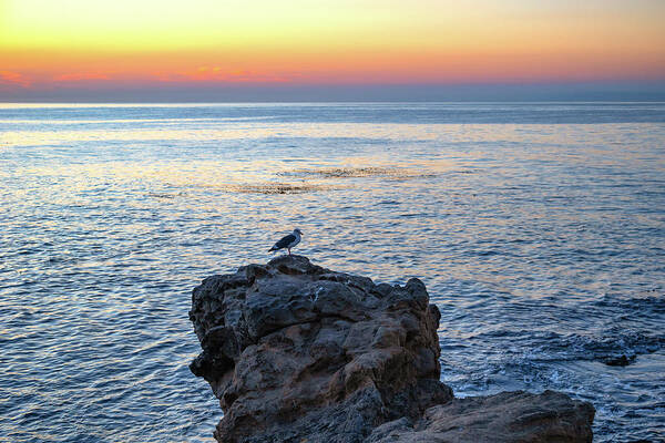 Bird Art Print featuring the photograph Seagull Perched on a Rock at Sunrise by Matthew DeGrushe