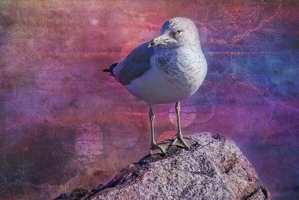 Seagull Art Print featuring the photograph Seagull Portrait by Cate Franklyn