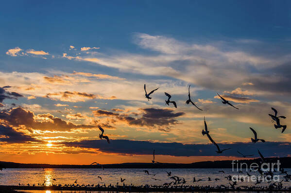 Saskatchewan Landscape Art Print featuring the photograph Seagulls at sunset by Viktor Birkus