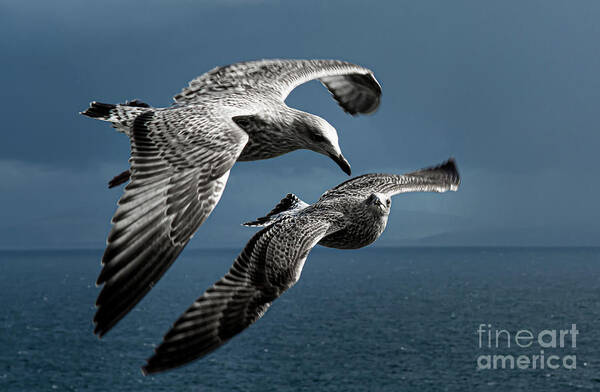 Bird Art Print featuring the photograph Seagulls Flying Formation by Andreas Berthold