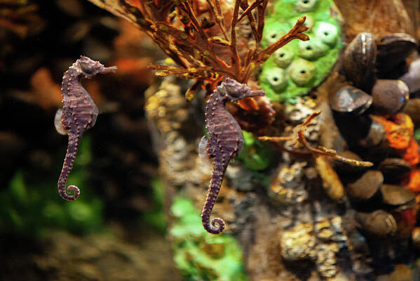 Photograph Art Print featuring the photograph Seahorses by George Pennington