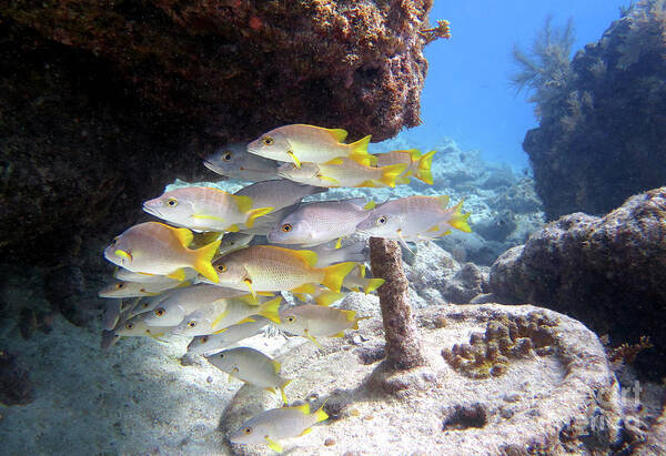 Underwater Art Print featuring the photograph Seascape at Molasses Reef 13 by Daryl Duda