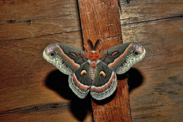 Moth Art Print featuring the photograph Secropius by David Armstrong