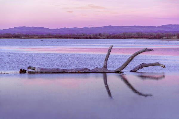 Briot Workshop Art Print featuring the photograph September 2020 Bosque del Apache Fallen Tree at Sunset by Alain Zarinelli