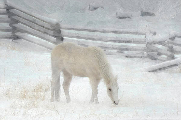 Horse Art Print featuring the photograph Shades of Pale by Ed Hall