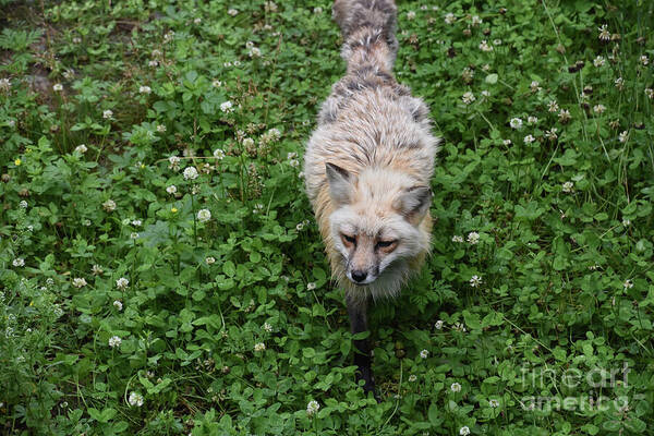  Art Print featuring the photograph Shaggy Red Fox with a Sweet Face by DejaVu Designs