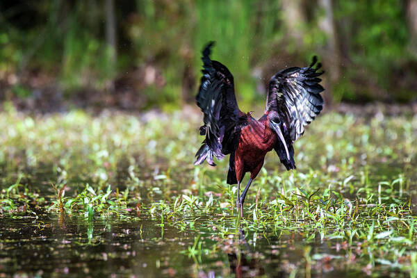 Ibis Art Print featuring the photograph Shake it Off by Rose Guinther