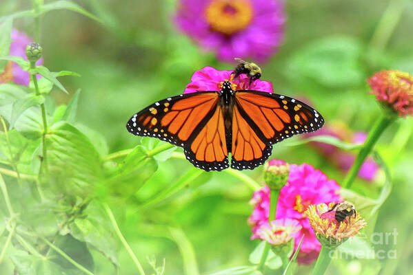 Monarch Art Print featuring the photograph Sharing Zinnia by Amy Dundon