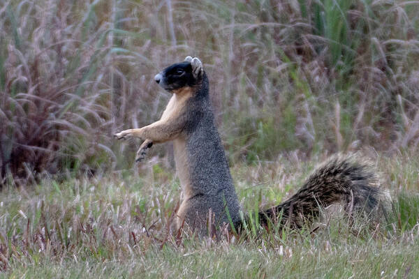 Squirrel Art Print featuring the photograph Sherman's Fox Squirrel in the Grass by Bradford Martin