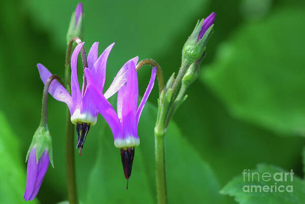 Dodecatheon Austrofrigidum Art Print featuring the photograph Shootingstar Wildflower in the Olympic Mountains by Nancy Gleason