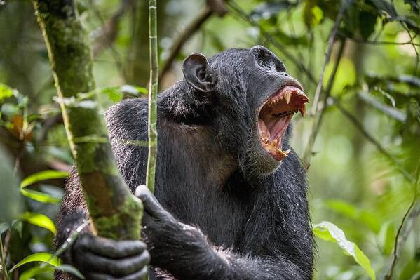 Tropical Rainforest Art Print featuring the photograph Shouting Angry Chimpanzee. by Uso