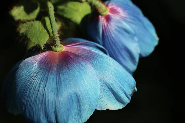 Himalayan Blue Poppy Art Print featuring the photograph Shying away by Laurie Lago Rispoli