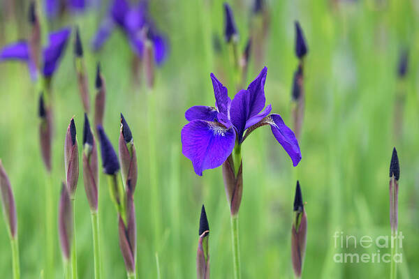 Iris Sibirica Art Print featuring the photograph Siberian Flag Iris Caesars Brother in May by Tim Gainey