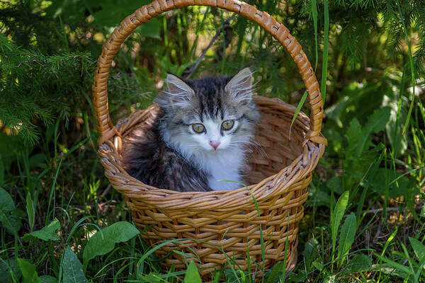 Pet Art Print featuring the photograph Siberian kitten portrait in the basket by Mikhail Kokhanchikov
