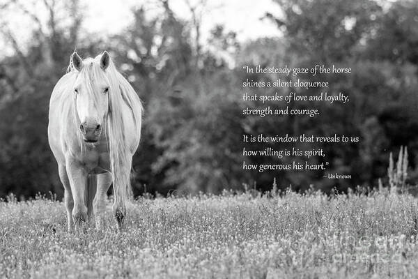 White Horse Art Print featuring the photograph Silent Eloquence by Holly Ross