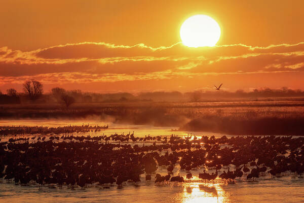 Sandhill Cranes Art Print featuring the photograph Silhouettes Upon the Platte by Susan Rissi Tregoning