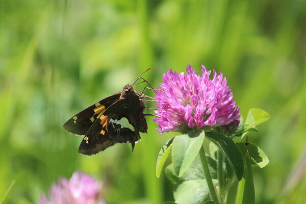 Silver-spotted Skipper Art Print featuring the photograph Silver-spotted Skipper on Pink Clover by Callen Harty