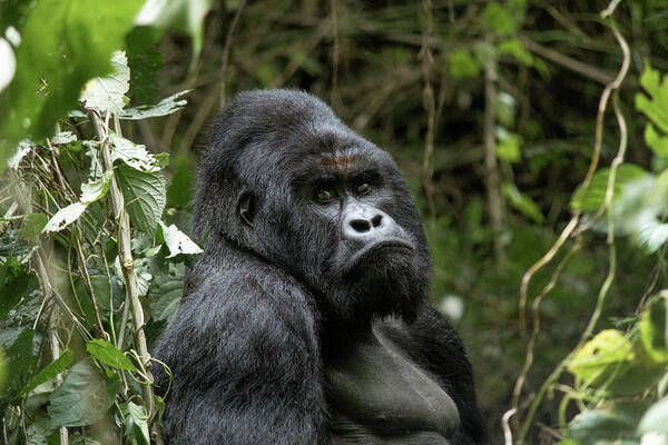 Silverback Art Print featuring the photograph Silverback by Nicholas Phillipson