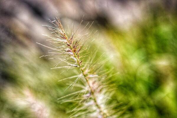 Photo Art Print featuring the photograph Singular Blade of Grass by Evan Foster