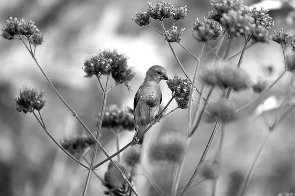 Bird Art Print featuring the photograph Sipping Nectar by Gina Cinardo