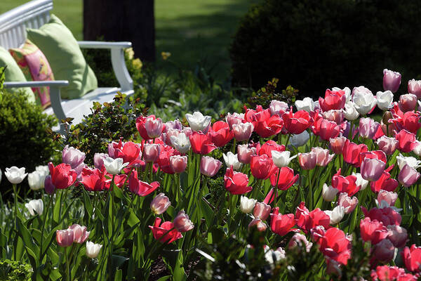 Virginia Art Print featuring the photograph Sit by the Tulip Garden by Karen Lee Ensley