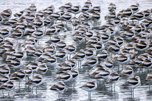  Art Print featuring the photograph Sleeping American Avocets #1 by Carla Brennan