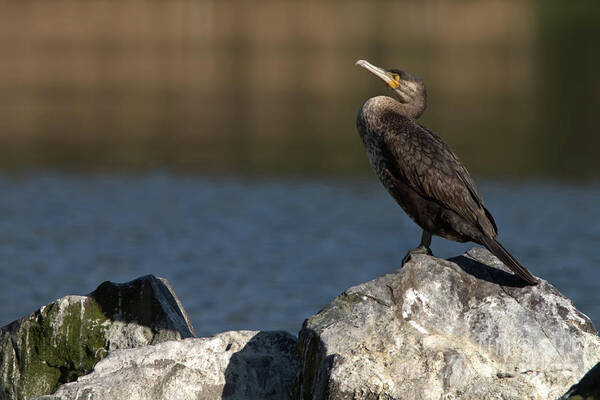 Feathers Art Print featuring the photograph Sleeping Cormorant on rocks by Stephen Melia