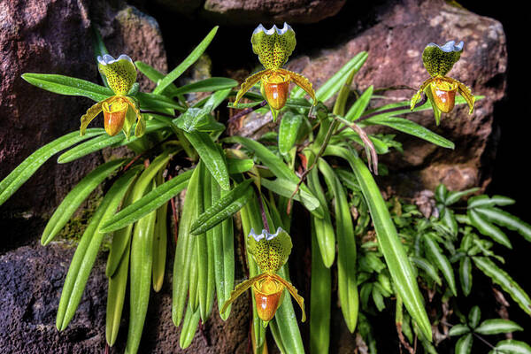 Slipper Art Print featuring the photograph Slipper Orchids by Micah Offman