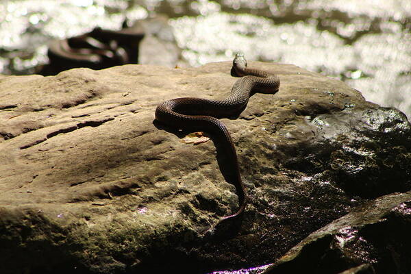 Jane Ford Art Print featuring the photograph Snake on a rock by Jane Ford