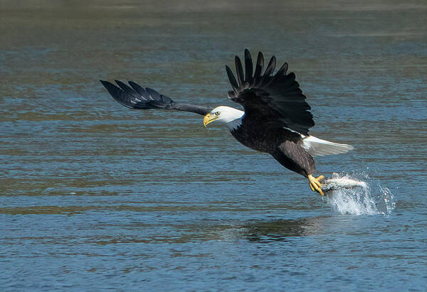 Bald Eagle Art Print featuring the photograph Snatch  by Wade Aiken