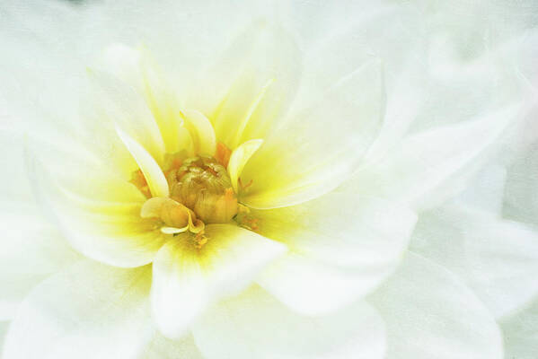 Dahlia Flower Art Print featuring the photograph Snow Angel by Kim Carpentier