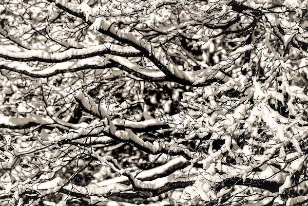 Snow Branch Tree B&w Art Print featuring the photograph Snow Branch by John Linnemeyer