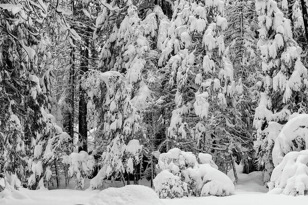 Yosemite National Park Art Print featuring the photograph Snow-covered coniferous trees , natural pattern by Alessandra RC