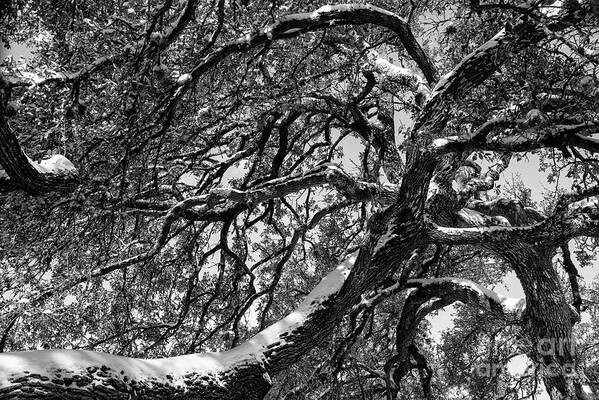 Georgetown Art Print featuring the photograph Snow Covered Great Oak 2 by Bob Phillips