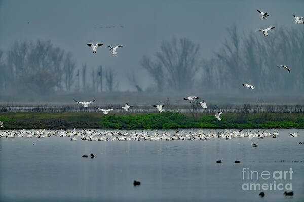Snow Geese Art Print featuring the photograph Snow Geese Landing by Amazing Action Photo Video