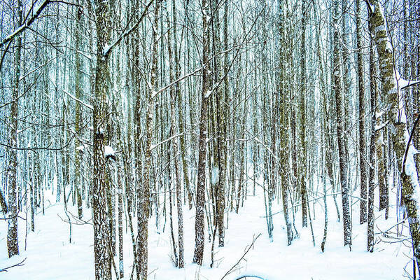 Cold Art Print featuring the photograph Snow Grove by Addison Likins
