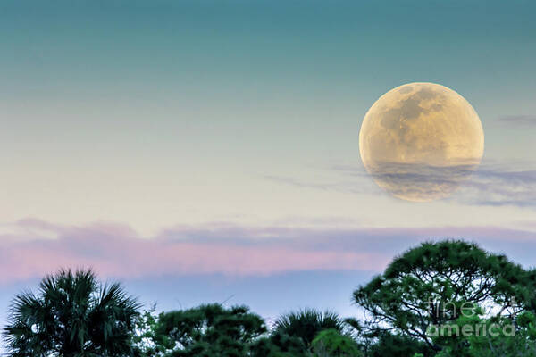 Moon Art Print featuring the photograph Snow Moon by Tom Claud