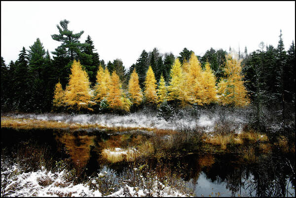 Snow.tamarack Art Print featuring the photograph Snow Paints Larch Grove by Wayne King