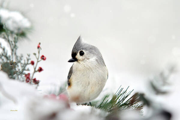 Birds Art Print featuring the photograph Snow White Tufted Titmouse by Christina Rollo