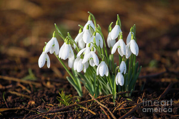 Snowdrops Art Print featuring the photograph Snowdrops by Tom Holmes Photography